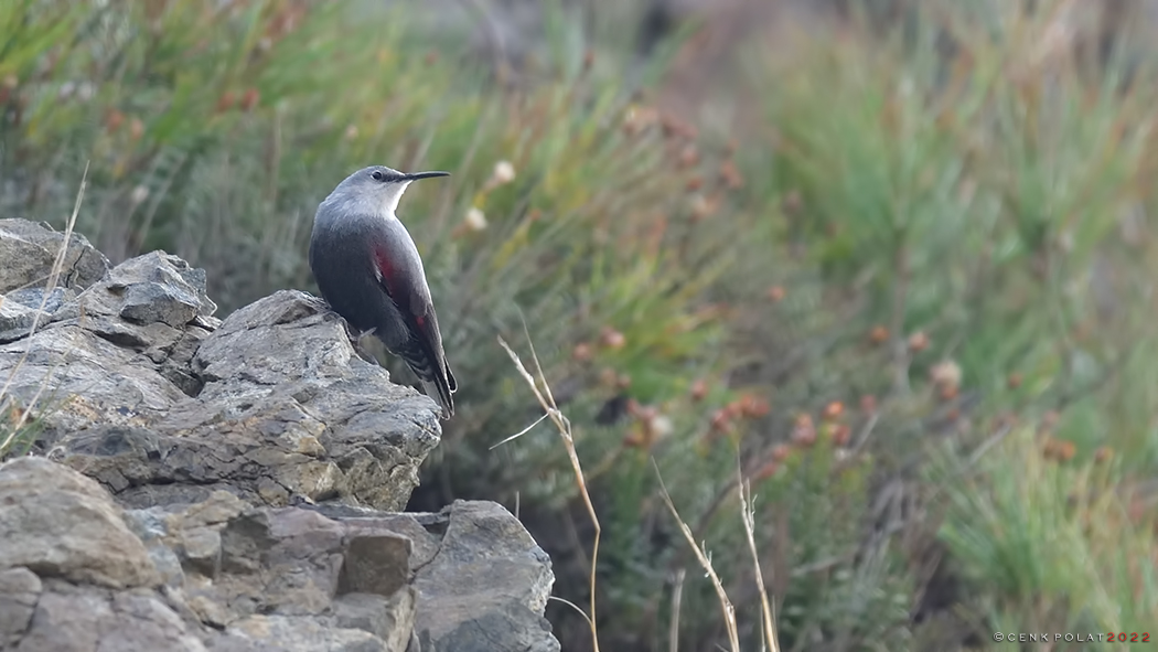 Wallcreeper