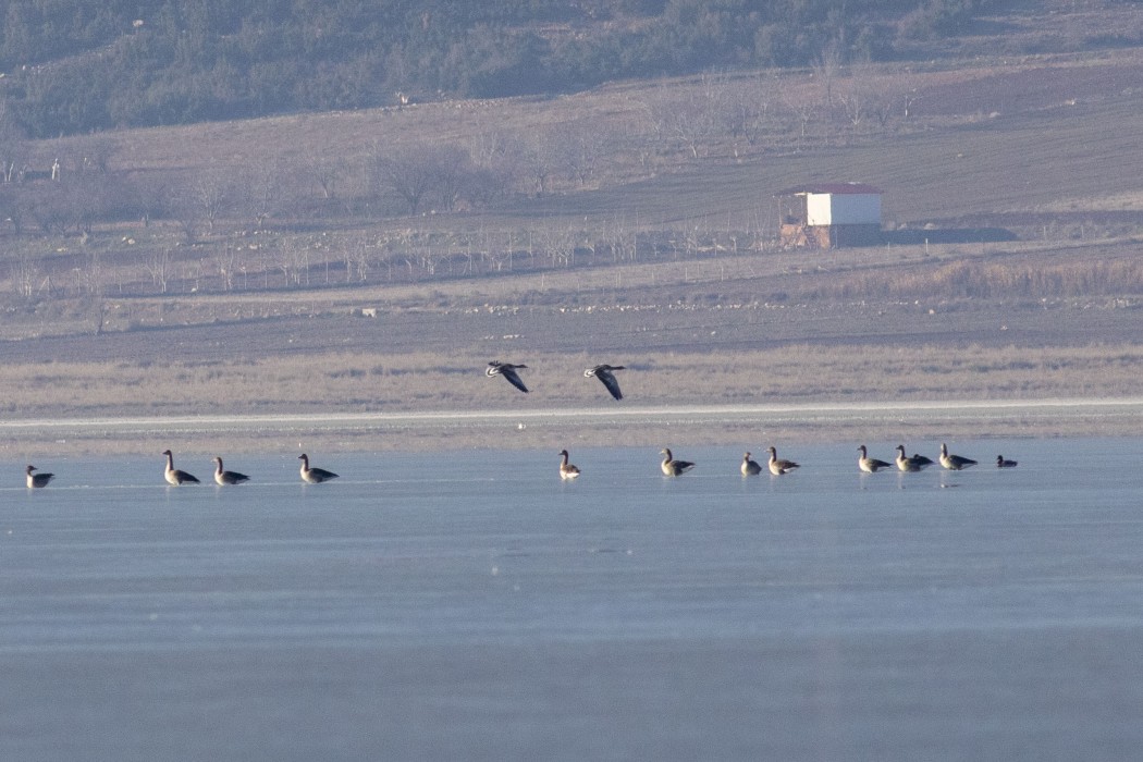 Greylag Goose