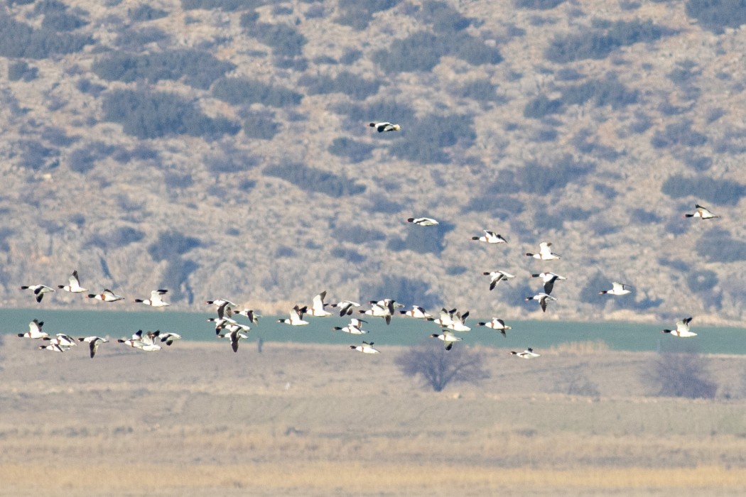 Common Shelduck