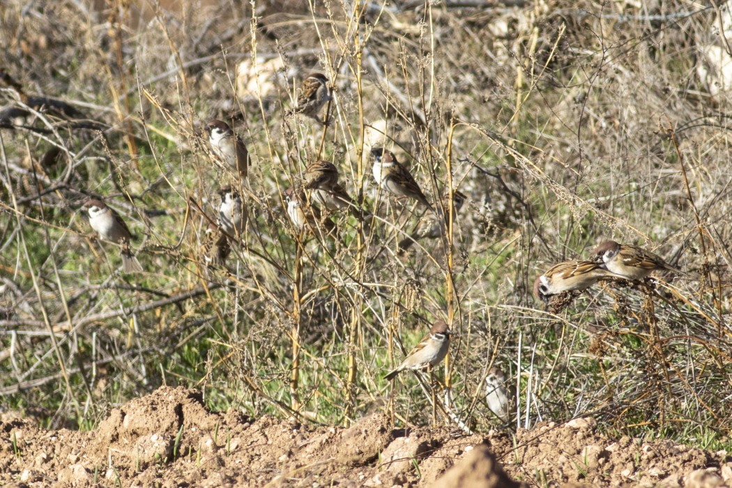 Eurasian Tree Sparrow