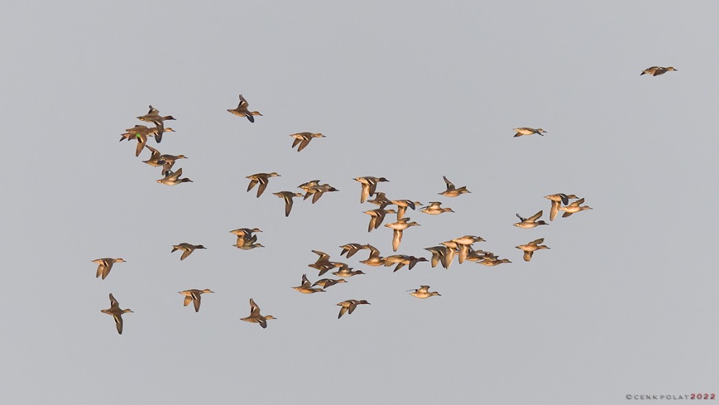 Eurasian Teal