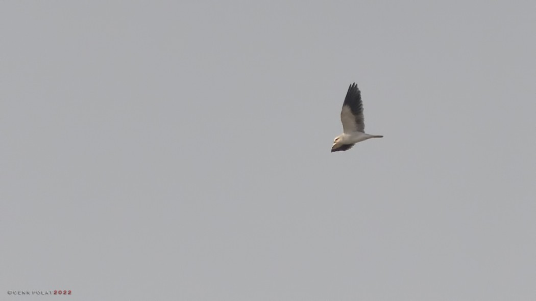 Black-winged Kite