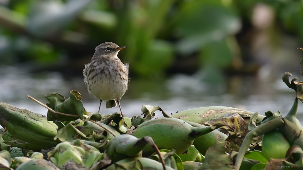 Water Pipit