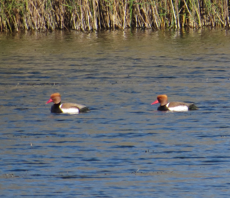 Red-crested Pochard