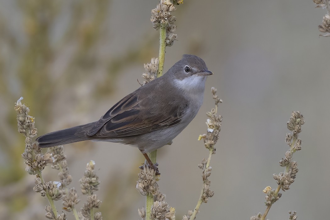 Common Whitethroat
