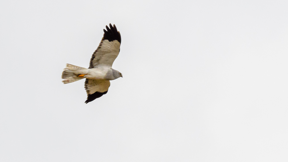 Hen Harrier