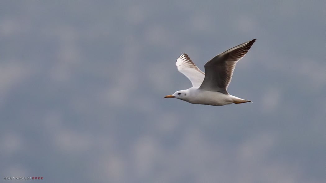 Slender-billed Gull