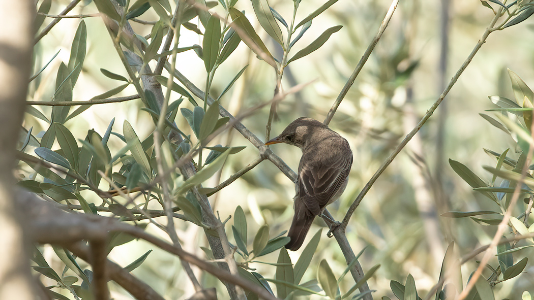 Olive-tree Warbler