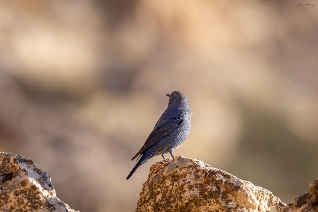Blue Rock Thrush
