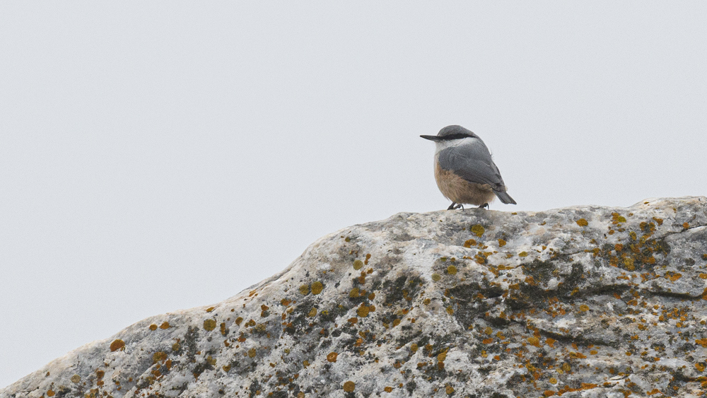 Western Rock Nuthatch