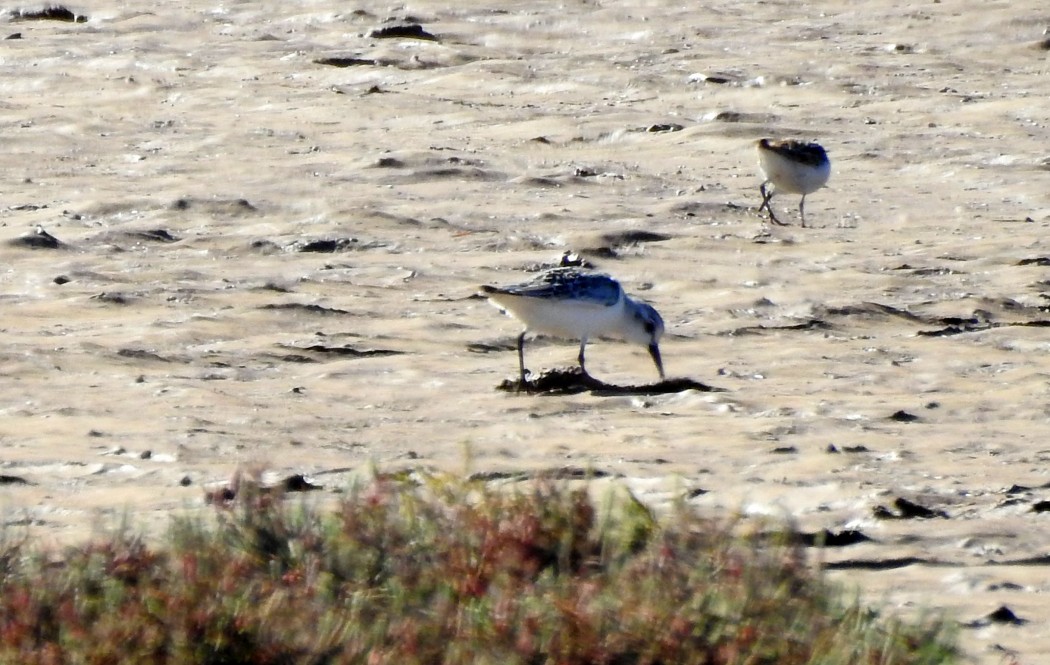 Sanderling