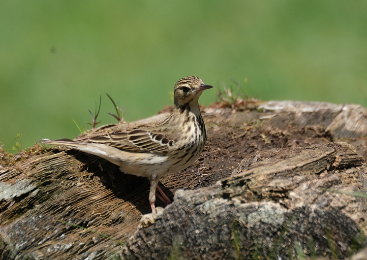 Tree Pipit