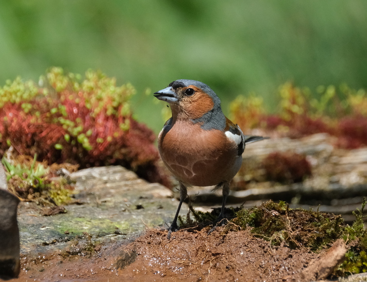 Eurasian Chaffinch