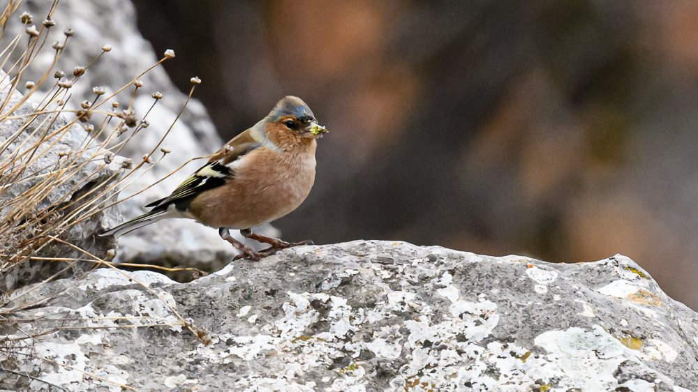 Eurasian Chaffinch