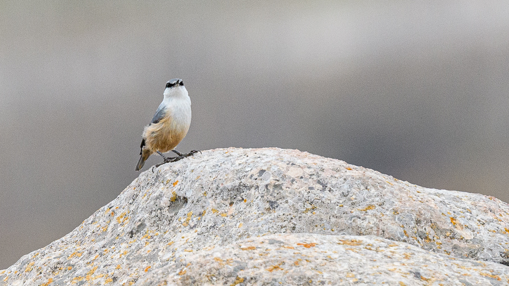 Western Rock Nuthatch