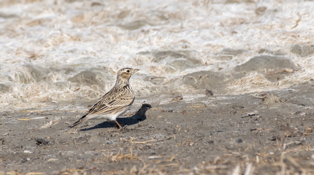 Eurasian Skylark