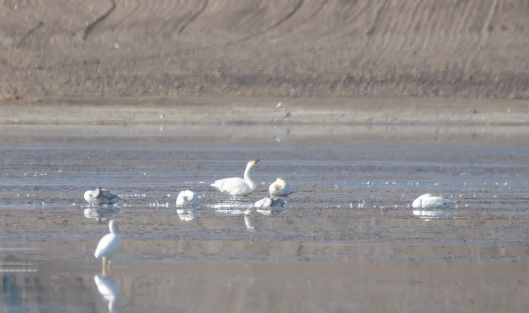 Tundra Swan