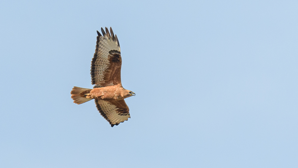 Long-legged Buzzard