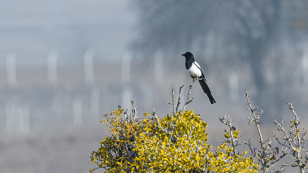Eurasian Magpie