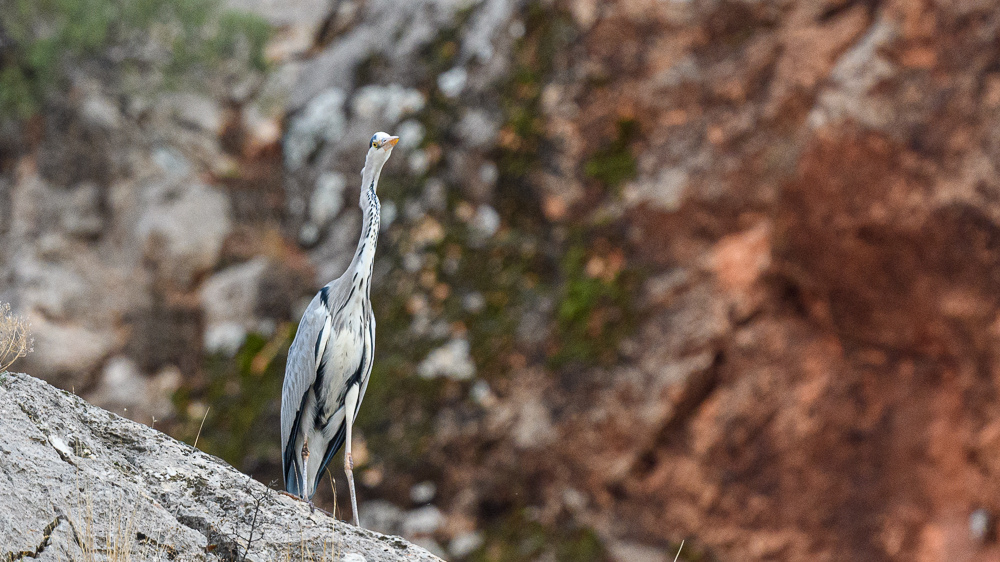 Grey Heron