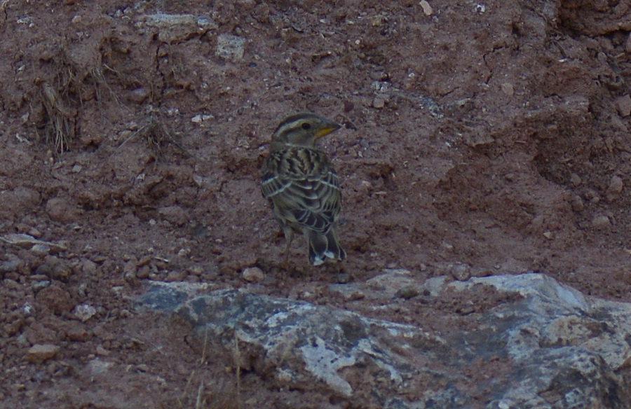 Rock Sparrow
