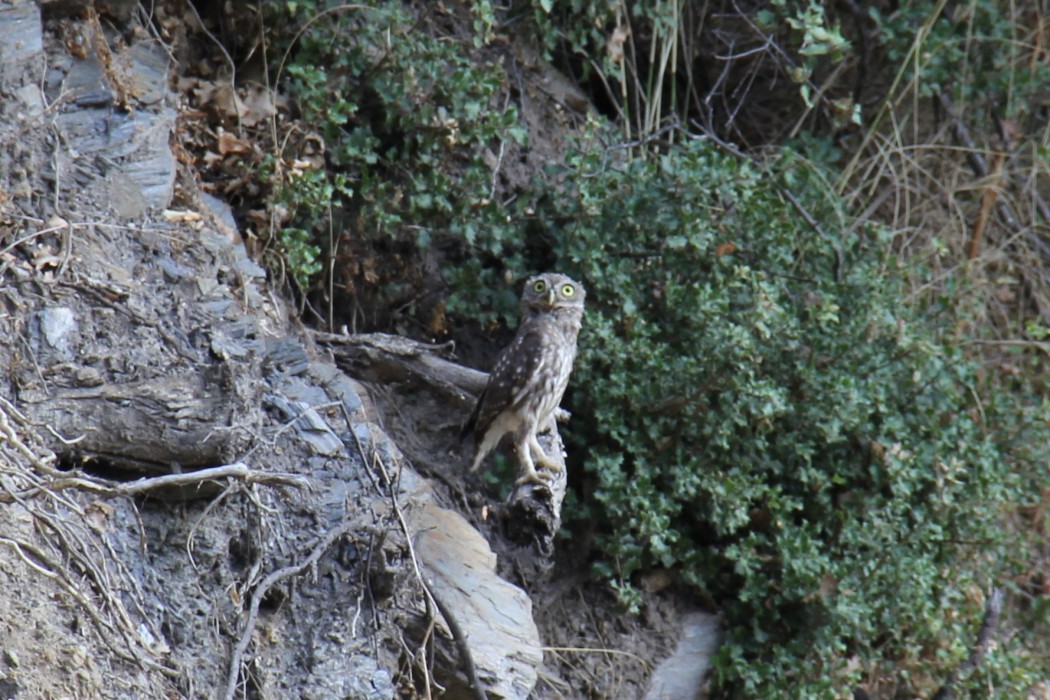Little Owl