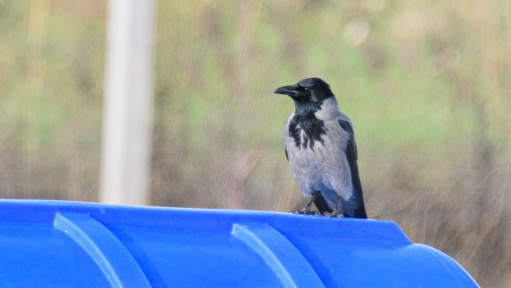 Hooded Crow