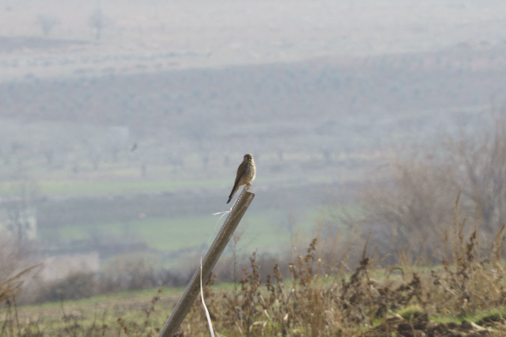 Common Kestrel