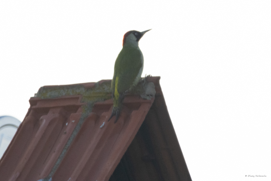European Green Woodpecker