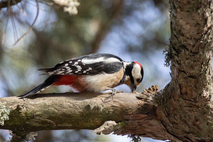 Great Spotted Woodpecker