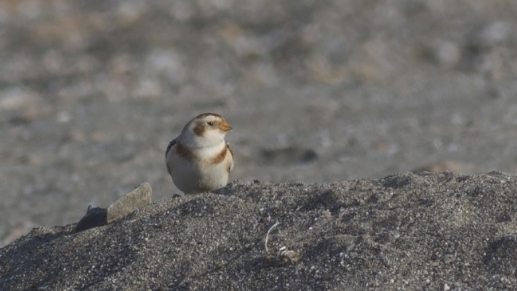 Snow Bunting