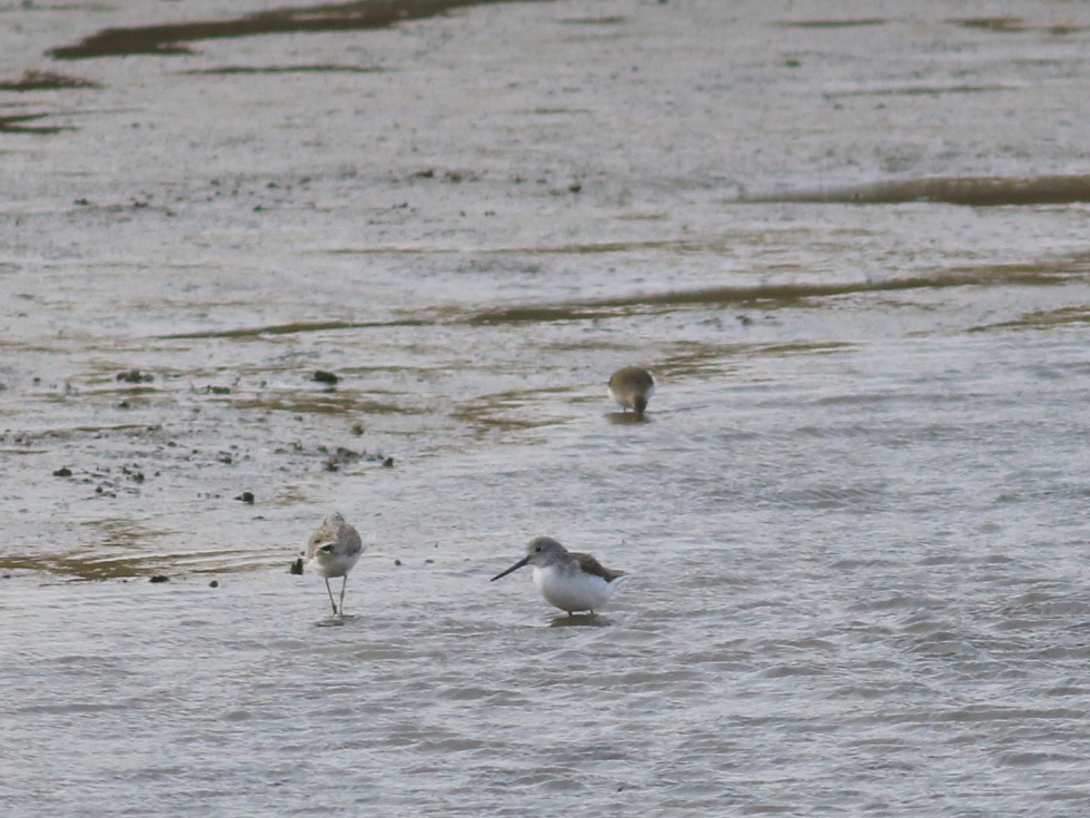 Common Greenshank