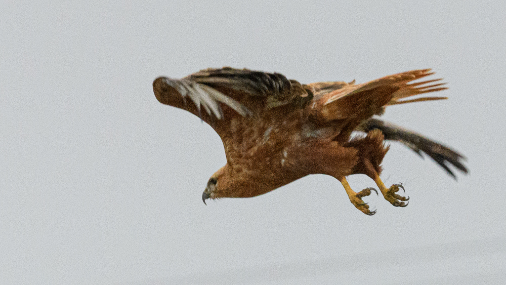 Long-legged Buzzard