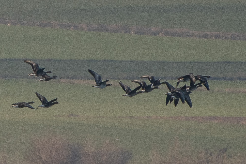 Barnacle Goose