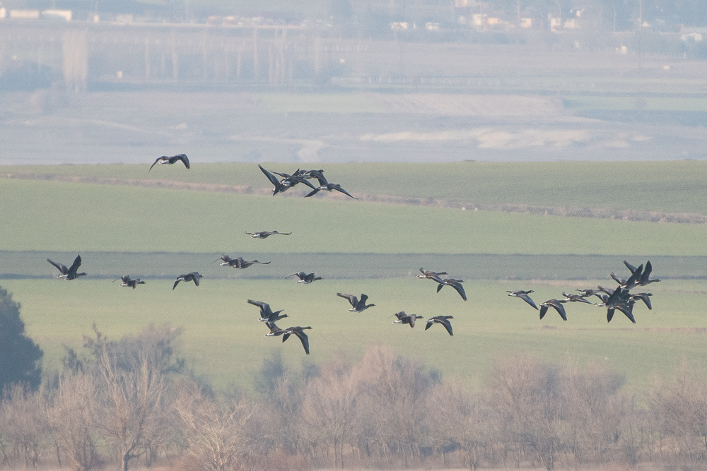 Greater White-fronted Goose
