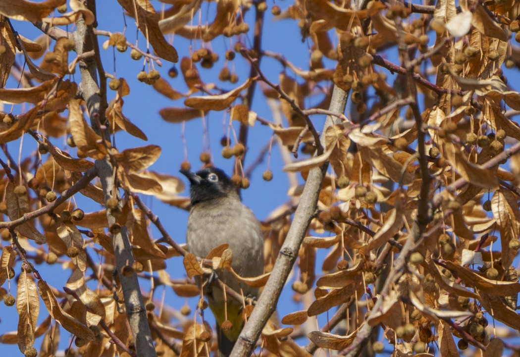 White-spectacled Bulbul