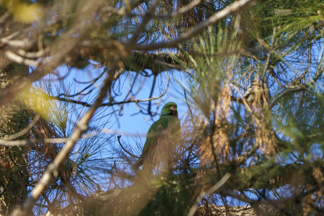 Rose-ringed Parakeet