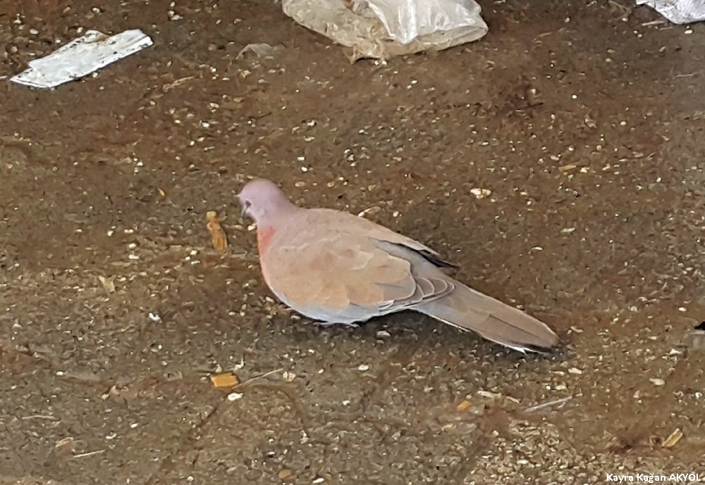 Küçük kumru