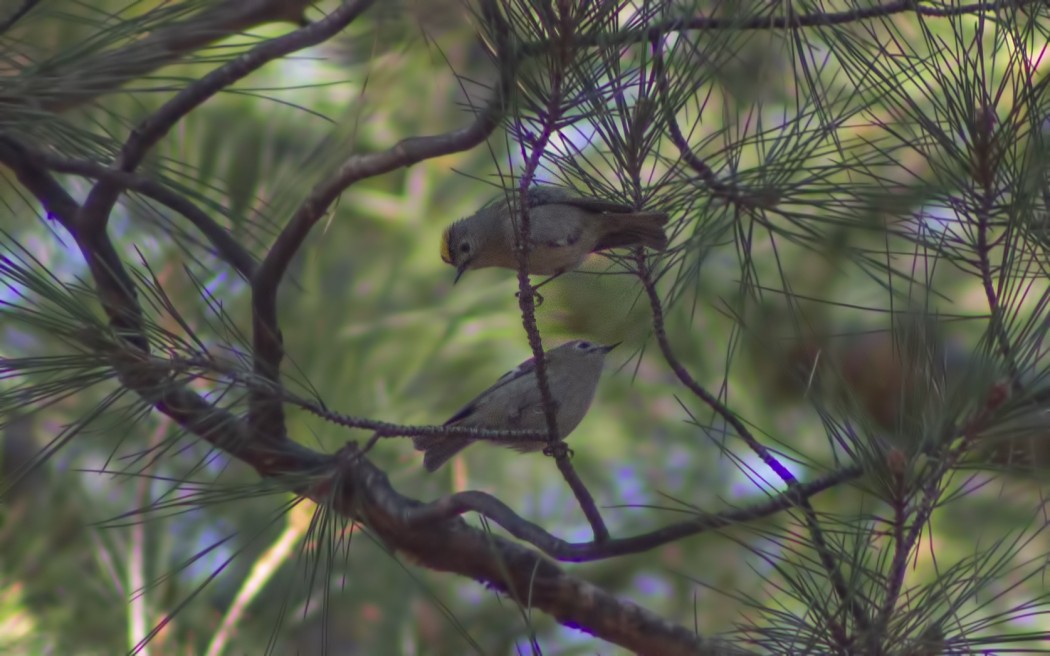 Goldcrest
