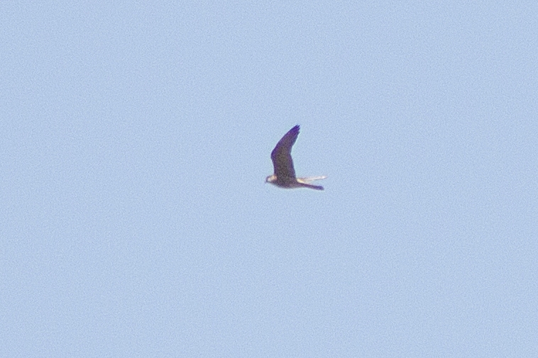Eleonora`s Falcon
