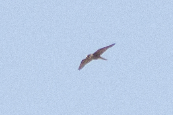 Eleonora`s Falcon