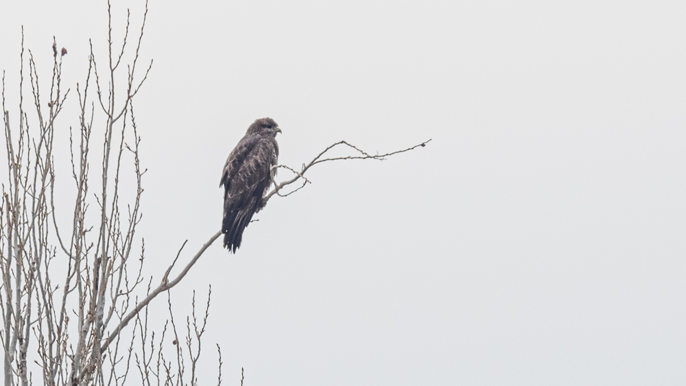 Common Buzzard