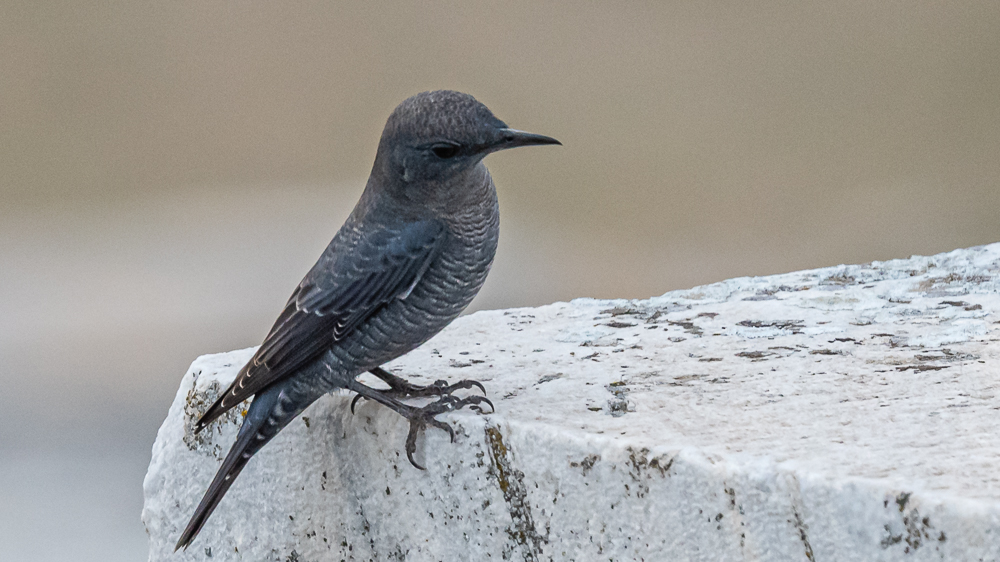 Blue Rock Thrush