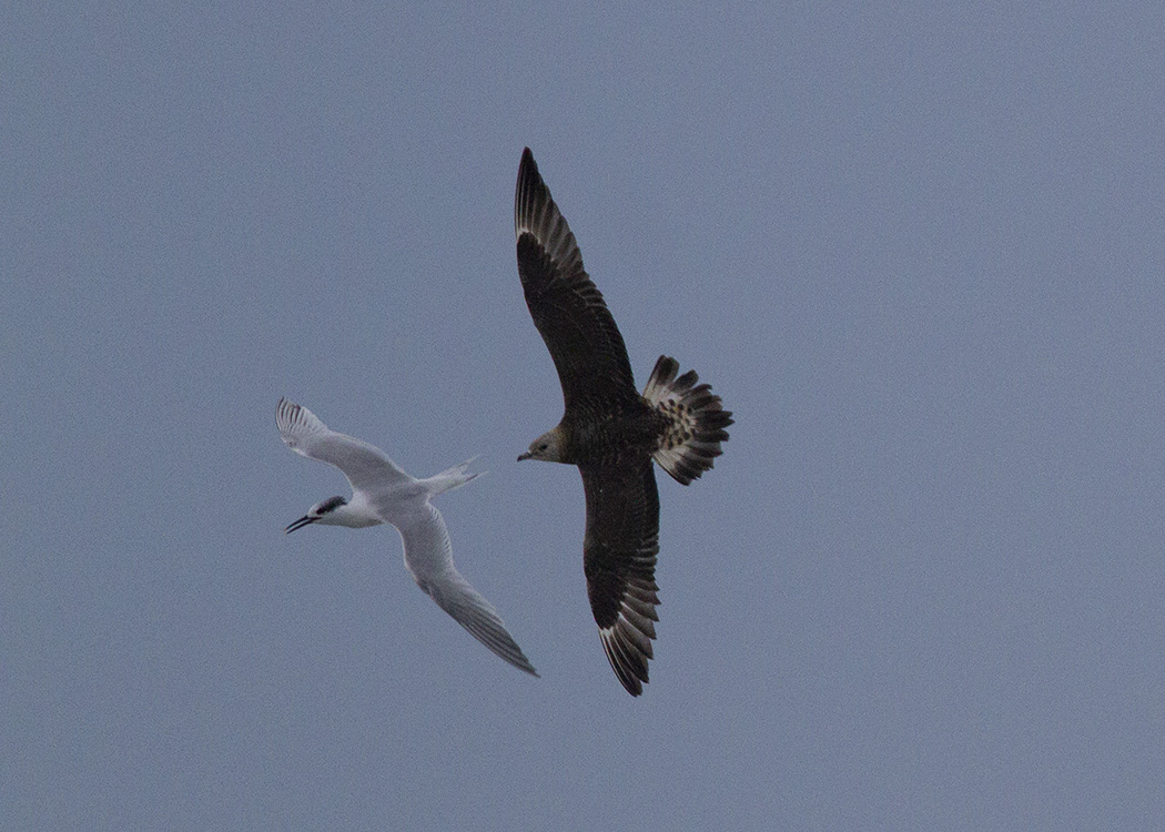 Parasitic Jaeger