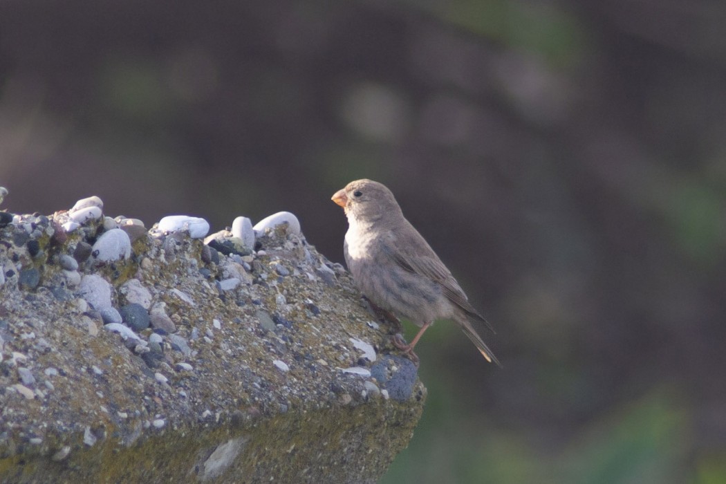 Trumpeter Finch