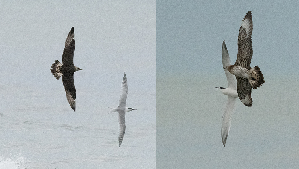 Parasitic Jaeger