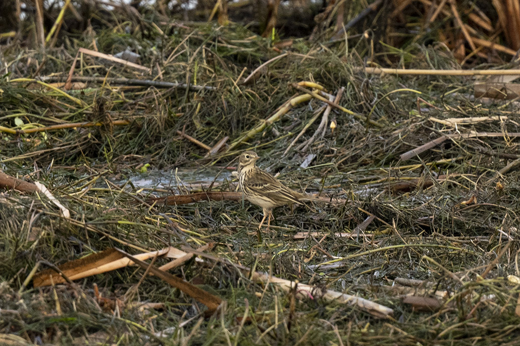 Meadow Pipit