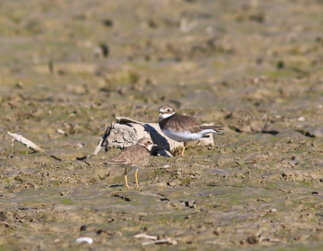 Common Ringed Plover