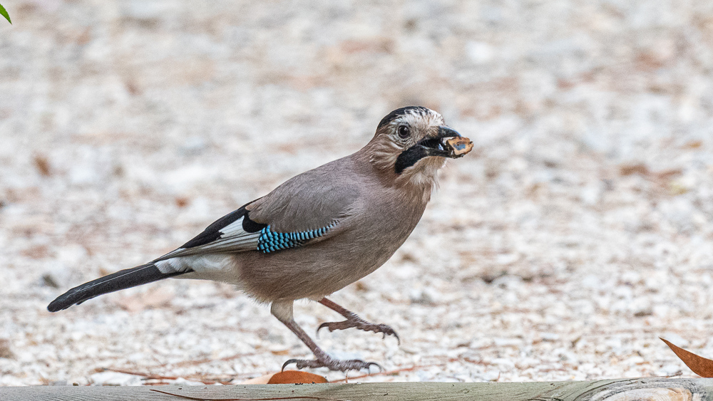 Eurasian Jay