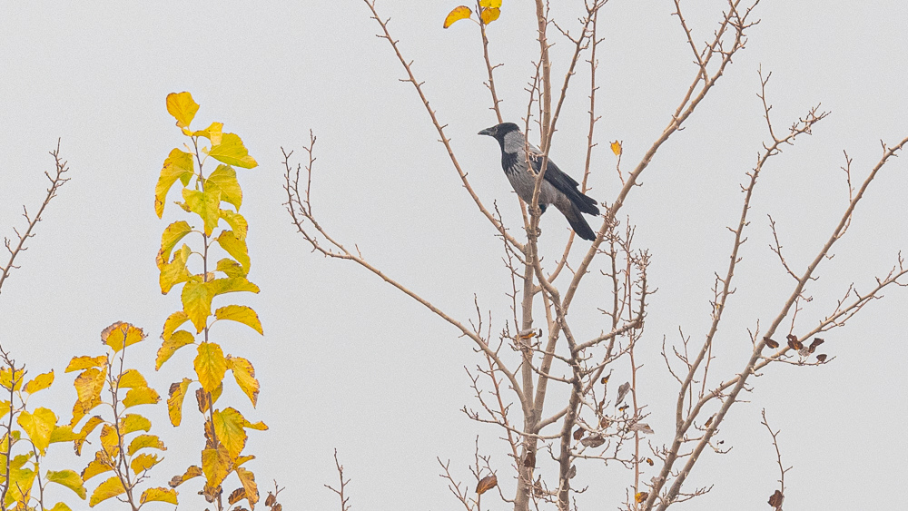 Hooded Crow